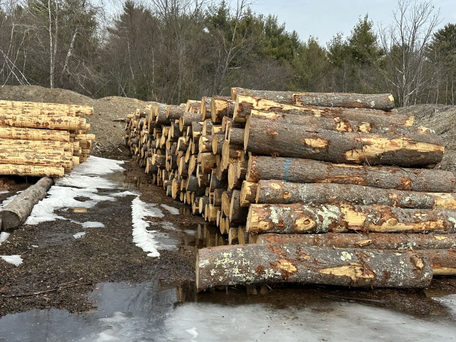 Freshly harvested Lundia logs waiting to be milled